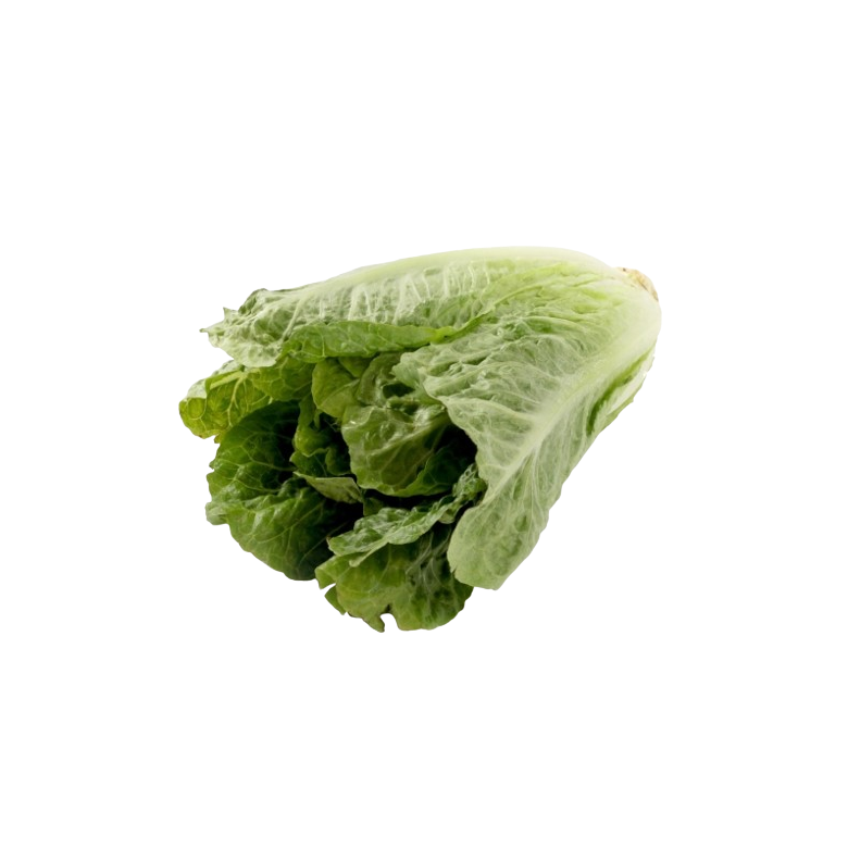 Lettuce ROMANA  organic